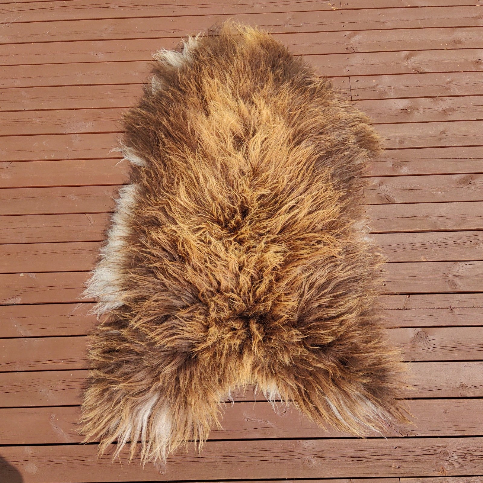 2 stk Langhåret gyldenbrun Skinn fra Island- str. XXL -115/120 cm-Gratis frakt.