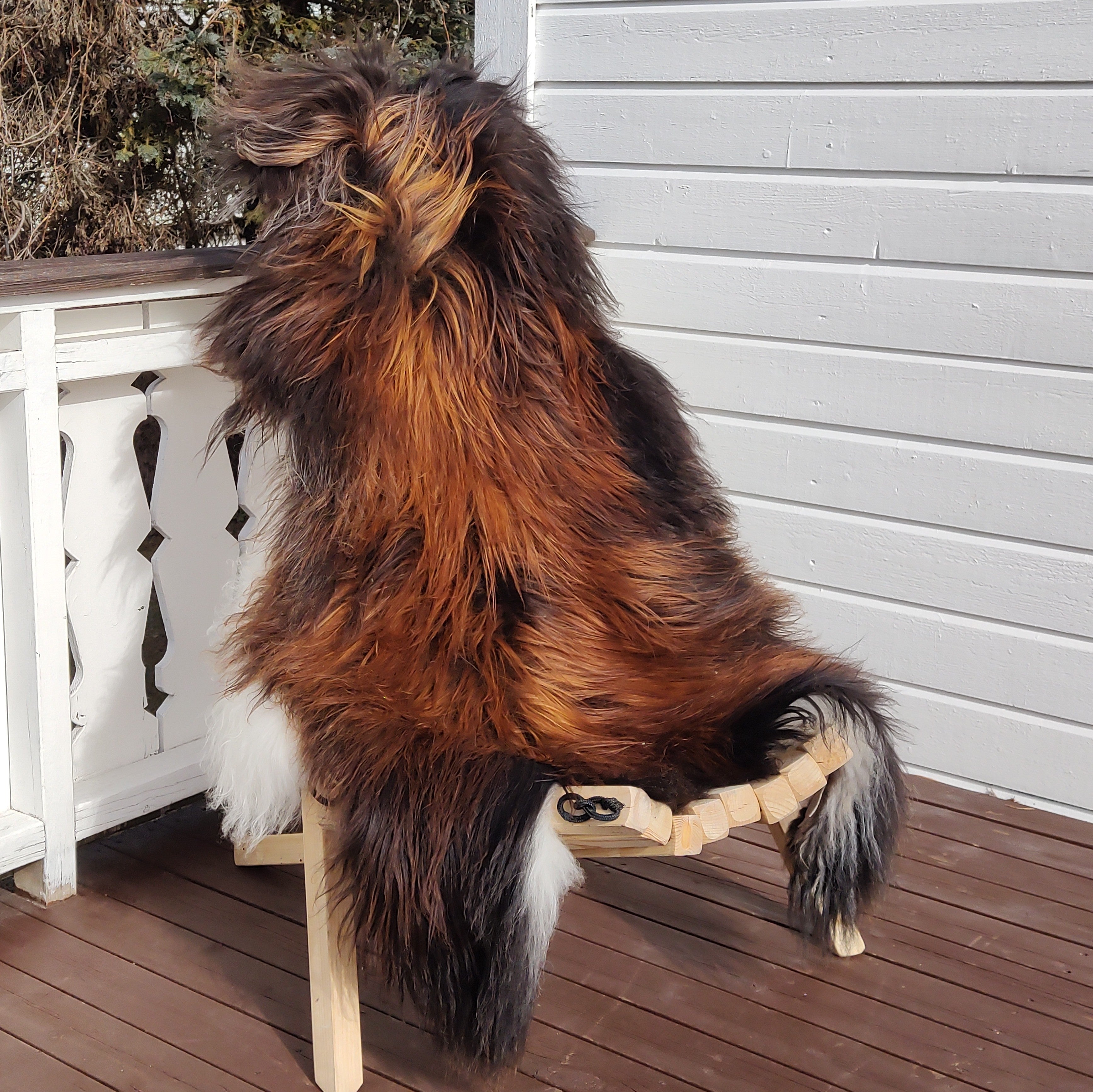 2 stk. Islandsk flamme -str.XXL-135/140 cm-Gratis frakt.